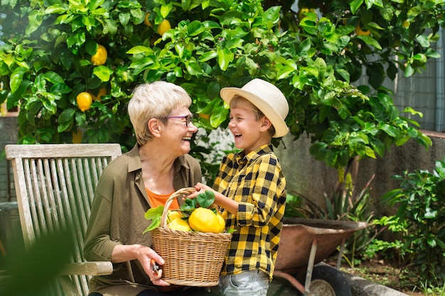 Agricoltore anziano, donna, nonna con ragazzo, nipote che raccoglie i limoni dall'albero di limoni nel giardino privato, frutteto. Concetto stagionale, estivo, autunnale, nostrano, hobby.