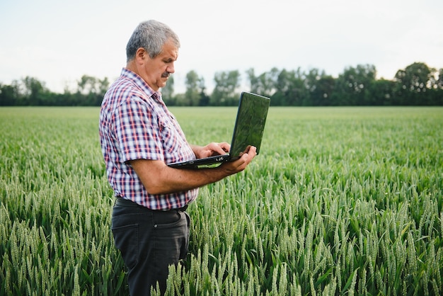 Agricoltore anziano in piedi in un campo di grano verde