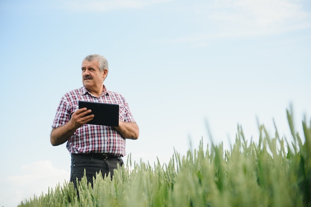 Agricoltore anziano in piedi nel campo di grano con tablet