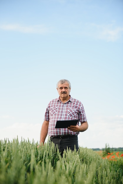 Agricoltore anziano in piedi nel campo di grano con tablet