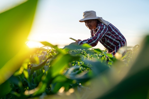 Agricoltore asiatico che esamina la pianta di mais nel campo Attività agricola in terra coltivata Un uomo agronomo che ispeziona la piantina di mais Giardino agricolo dell'agricoltura del campo di mais