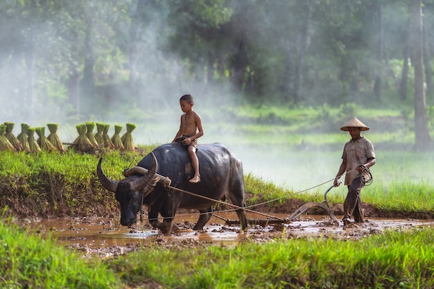 Agricoltore asiatico che lavora con il suo bufalo, agricoltore Tailandia.