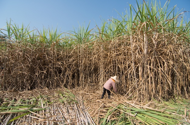 Agricoltore asiatico che raccoglie la canna da zucchero