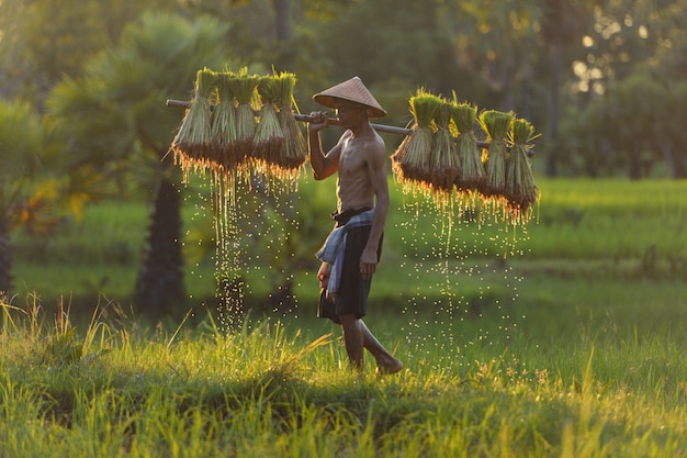 Agricoltore asiatico che sopporta le piantine del riso sul retro prima del cresciuto in risaia,