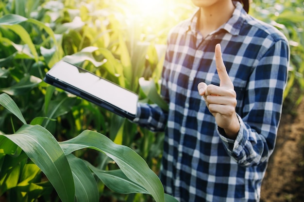 Agricoltore asiatico donna e uomo che lavora insieme in un'azienda agricola di verdure idroponica biologica utilizzando tablet ispeziona la qualità della lattuga nel giardino della serra Agricoltura intelligente