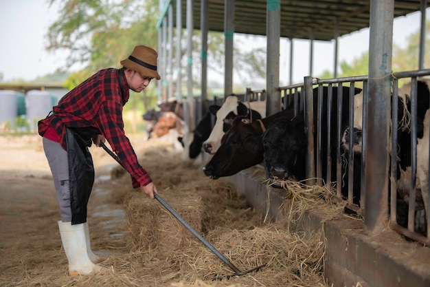 Agricoltore asiatico Lavora in una fattoria lattiero-casearia rurale fuori città Giovani con mucche