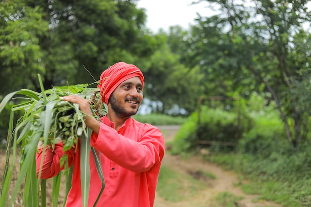 Agricoltore asiatico sorridente che trasporta erba verde fresca sulla sua spalla per l'alimentazione del bestiame