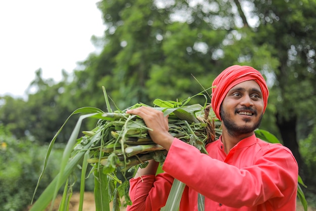 Agricoltore asiatico sorridente che trasporta erba verde fresca sulla sua spalla per l'alimentazione del bestiame