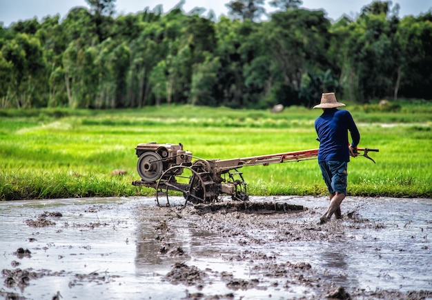 Agricoltore che ara nel campo di riso dal trattore