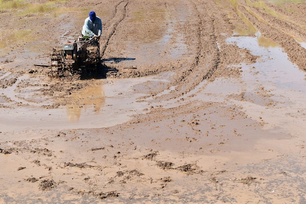 agricoltore che ara nel campo di riso preparare il riso vegetale