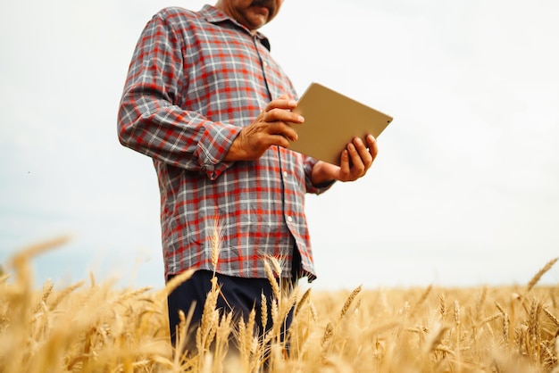 Agricoltore che controlla i progressi del campo di grano che tiene il tablet utilizzando Internet Agricoltura intelligente agricoltura digitale