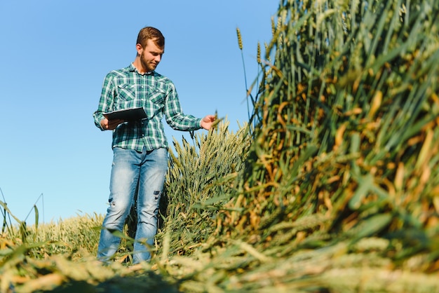 Agricoltore che controlla i progressi del campo di grano, tenendo tablet tramite internet.