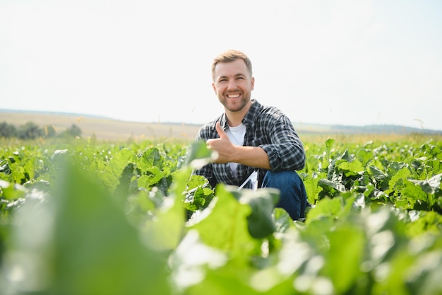 Agricoltore che controlla la qualità delle barbabietole da zucchero