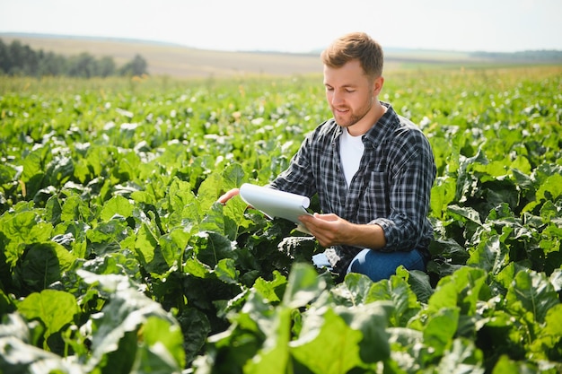 Agricoltore che controlla la qualità delle barbabietole da zucchero