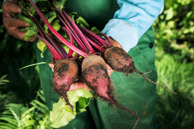 Agricoltore che detiene barbabietola fresca Raccolto di verdure Verdure raccolte fresche biologiche