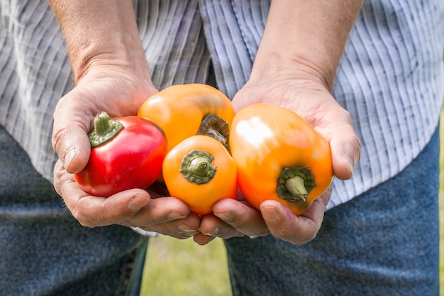 Agricoltore che detiene peperoni freschi. Cibo, verdure, agricoltura