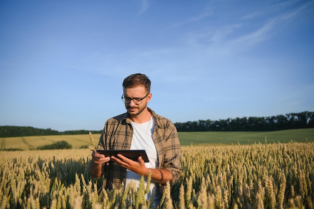 Agricoltore che esamina i raccolti che si accovacciano nell'azienda agricola di grano