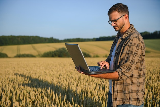 Agricoltore che esamina i raccolti che si accovacciano nell'azienda agricola di grano