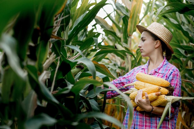 Agricoltore che esamina la germinazione del mais giovane nel campo. Analizza il rendimento di quest'anno.