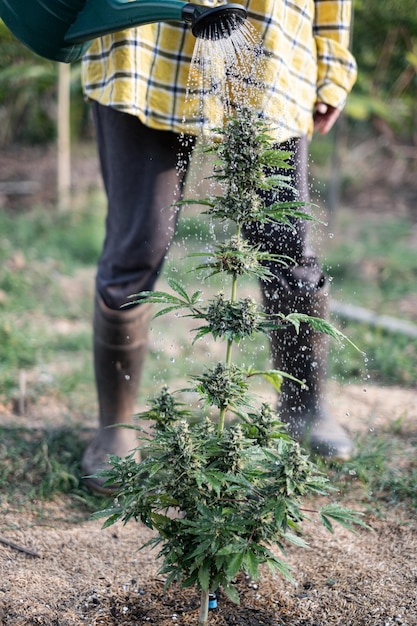 Agricoltore che innaffia il giardino dell'albero di cannabis con la latta d'acqua