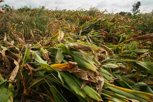 Agricoltore che lavora al campo di agricoltura della curcuma verde.