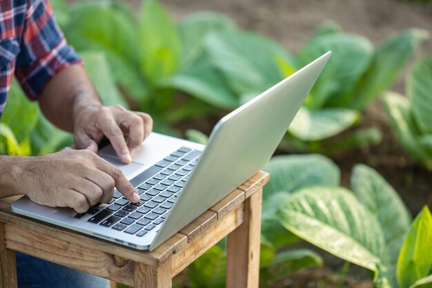 Agricoltore che lavora nel campo del tabacco giovane Uomo che utilizza un computer portatile digitale per pianificare la gestione esaminando o analizzando il tabacco giovane dopo aver piantato Agricoltura intelligente Tecnologia per l'agricoltura Concetto