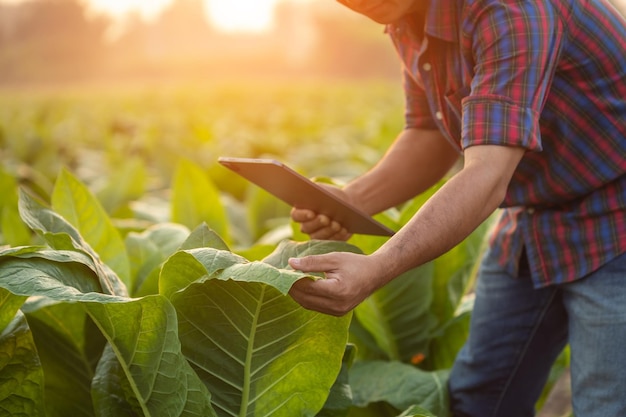 Agricoltore che lavora nel campo del tabacco L'uomo sta esaminando e utilizzando la tavoletta digitale per la pianificazione della gestione o l'analisi sulla pianta del tabacco dopo aver piantato Tecnologia per il concetto di agricoltura