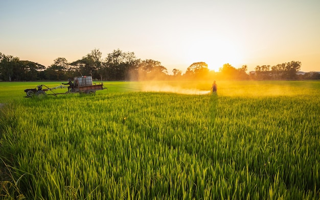 Agricoltore che lavora nel campo e spruzza prodotti chimici o fertilizzanti al giovane campo di riso al tramonto