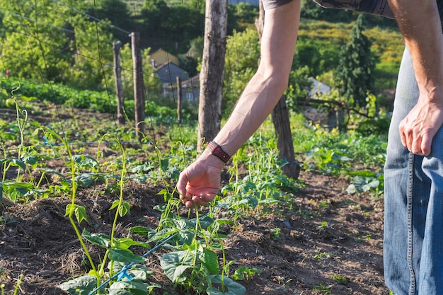 Agricoltore che mette le piante di fagiolo. Mani che mettono i germogli di fagioli verdi. Concetto di agricoltura. Copia spazio.