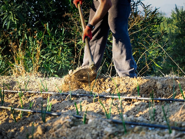 Agricoltore che prepara la terra del suo frutteto con una zappa
