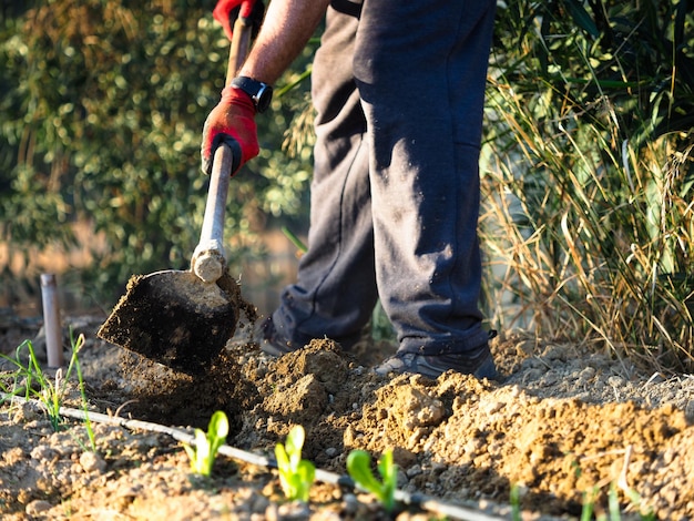 Agricoltore che prepara la terra del suo frutteto con una zappa