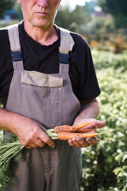 Agricoltore che raccoglie carote in terreni agricoli Ortaggi biologici freschi in giardino Primo piano