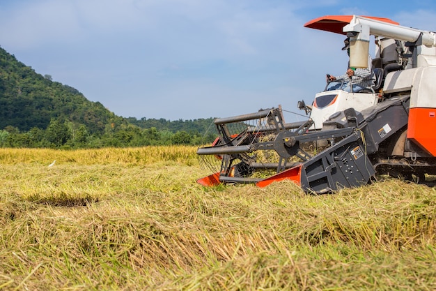 Agricoltore che raccoglie dalla mietitrebbiatrice