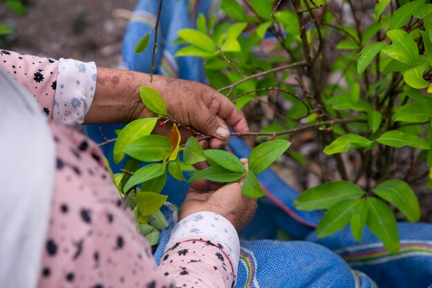 Agricoltore che raccoglie foglie di coca in una piantagione organica nella giungla peruviana.
