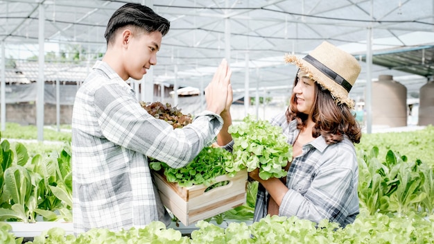 Agricoltore che raccoglie insalata biologica di verdure, lattuga dalla fattoria idroponica per i clienti e prepara il cinque.