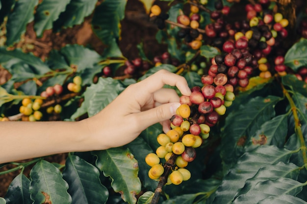 Agricoltore che tiene bacche di frutta caffè verde giallo e rosso nella piantagione Campo di piantagione di caffè