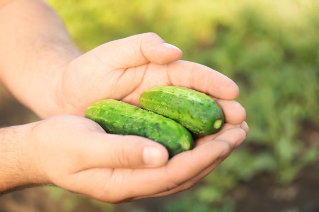 Agricoltore che tiene cetrioli su sfondo sfocato