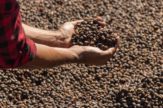 Agricoltore che tiene il chicco di caffè essiccato