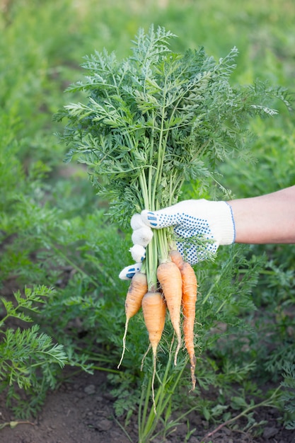 Agricoltore che tiene le carote fresche, raccolta, coltivando concetto