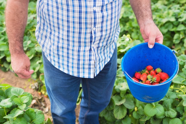 Agricoltore che tiene secchio di fragole