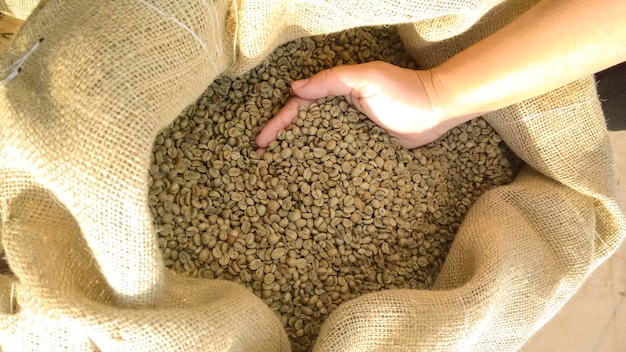 Agricoltore che tiene un chicchi di caffè secchi e sgusciati in Brasile Immagine di concetto di Agro