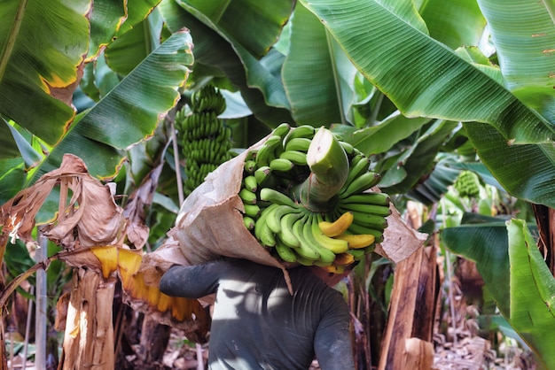 Agricoltore che trasporta mazzo di banane verdi in fattoria