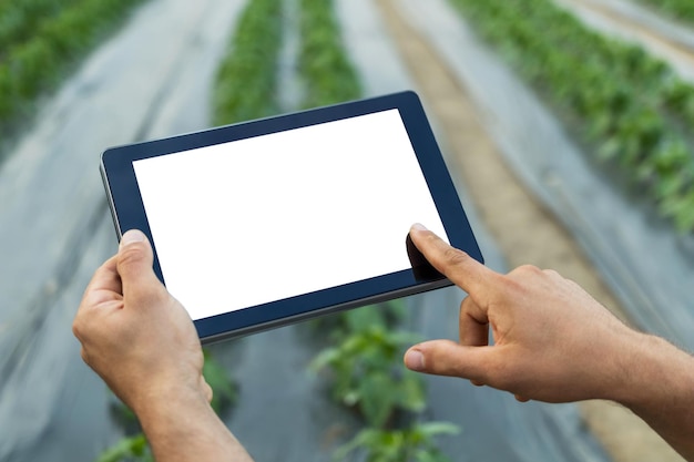 Agricoltore che utilizza computer tablet in serra. Schermo bianco.