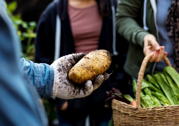 Agricoltore con il giardinaggio di verdure del prodotto di natura organica