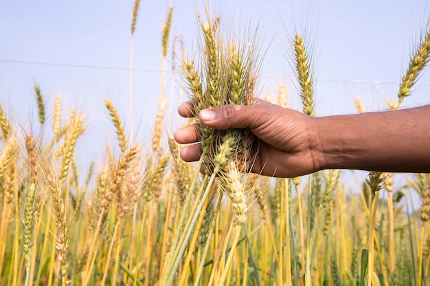 Agricoltore con la mano che tiene la spina del grano di grano nel campo