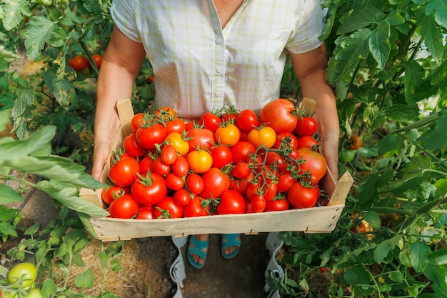 Agricoltore con una scatola di pomodori rossi cherry maturi in serra agricoltore uomo d'affari che coltiva pomodori