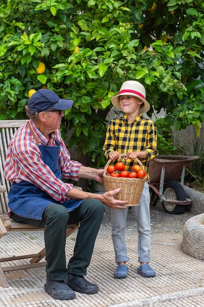 Agricoltore dell'uomo anziano e giovane ragazzo che tiene raccolto di pomodoro