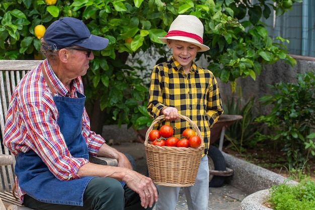 Agricoltore dell'uomo anziano e giovane ragazzo che tiene raccolto di pomodoro