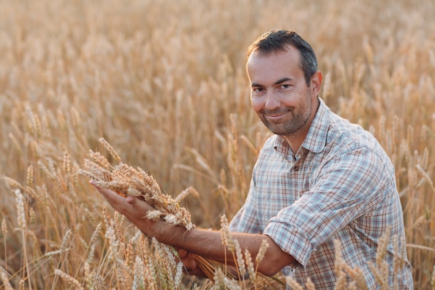 Agricoltore dell'uomo nel campo di grano al tramonto. Agricoltura e raccolta agricola,