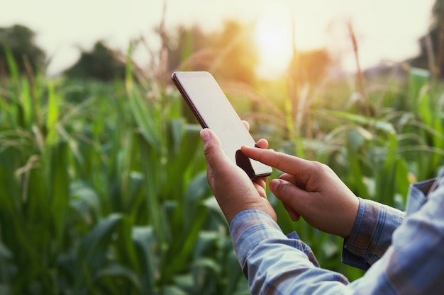 Agricoltore della donna che utilizza tecnologia mobile nel campo di grano